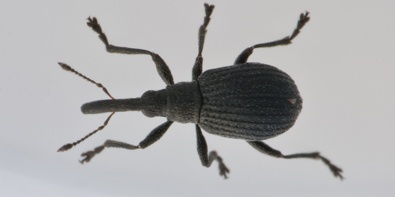 Apionidae: Cyanapion sp.?    Cyanapion afer, femmina